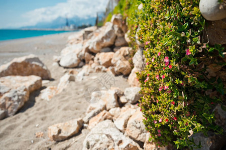 在灌木丛的海滩上用小红花围成的篱笆美丽花篱笆8379图片