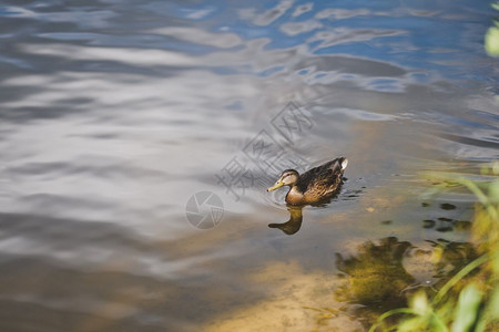 孤单的鸭子在池塘里漂浮在水面814图片