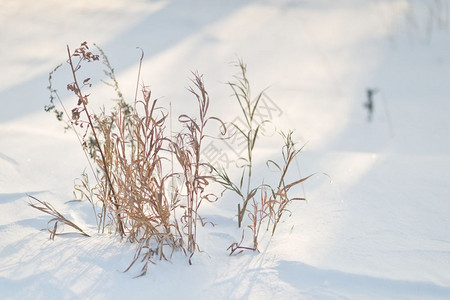 雪覆盖下枯草去年的雪下覆盖了8297年图片