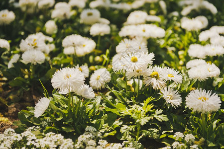 阳光明媚的草原上毛发白花太阳光辉的白花8610图片