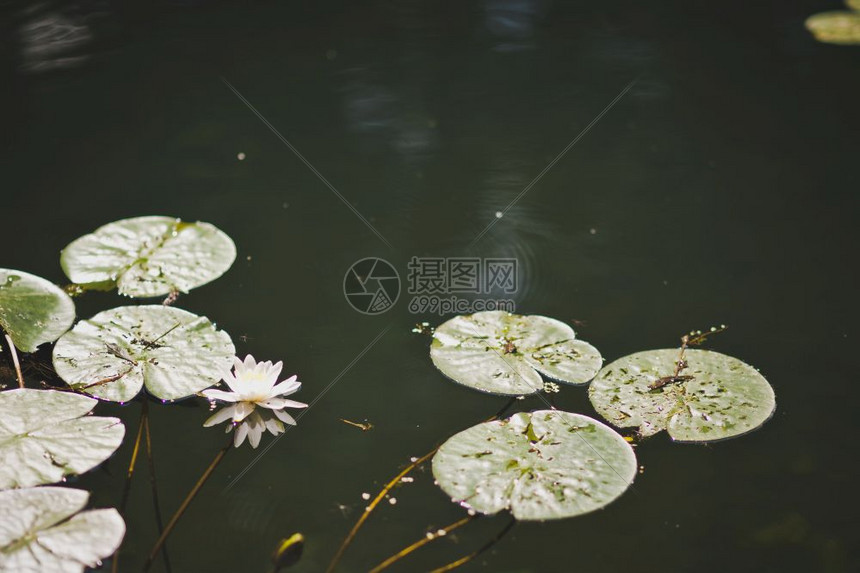 池塘里的水百合物池塘表面的水百合叶8402图片
