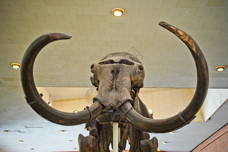 古生物学博馆的长毛象骨骼的巨大象牙813图片