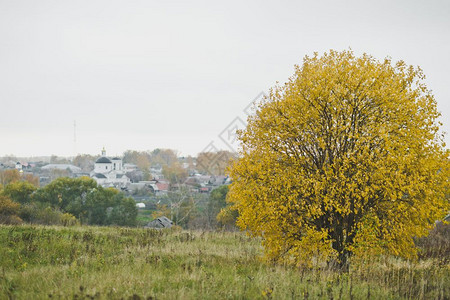 火绒草美丽的秋天风景一棵树圆冠穿着黄色叶子794背景
