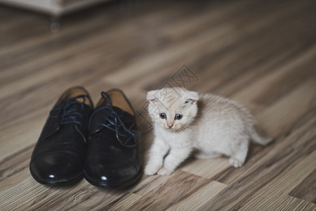 小白猫玩鞋在地上玩鞋7431图片