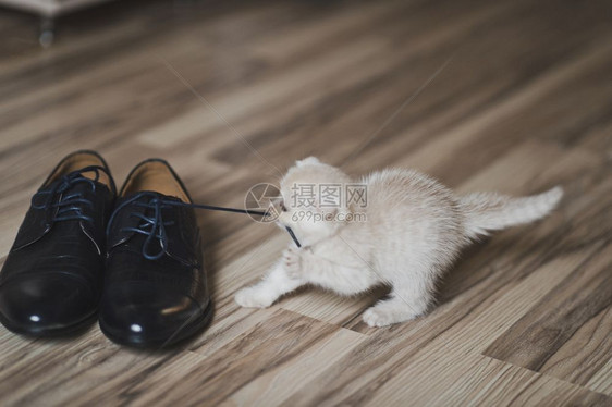 小白猫在玩鞋小猫穿着7432鞋在地板上玩耍图片