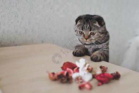 一只耳朵短的猫看着桌子一只耳朵长着的猫图片