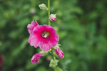 夏令营的花朵6273图片