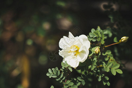 白花灌木在树枝上白花6740图片