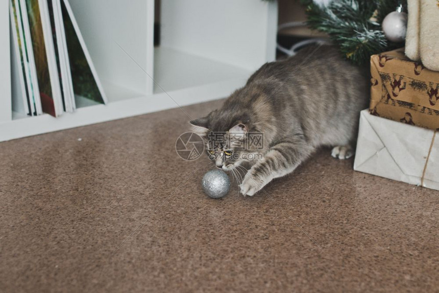 圣诞玩具里有毛猫在玩礼物6289图片