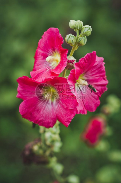 夏令营的花朵6280图片