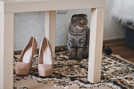 冬天小猫这只猫坐在椅子下面的地毯上背景