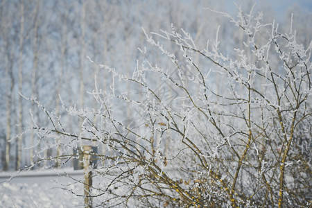 冬季风景树冰冻6251背景图片
