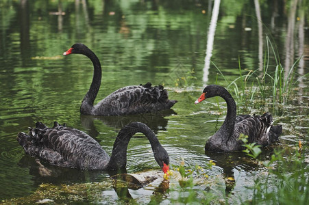 3只黑天鹅在一个池塘里黑天鹅在5049池塘里游泳图片