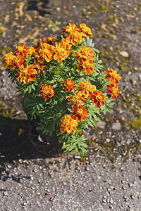 花朵在瓶里Marigolds在花瓶526图片
