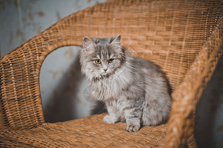 一只漂亮的小猫在椅子上429图片