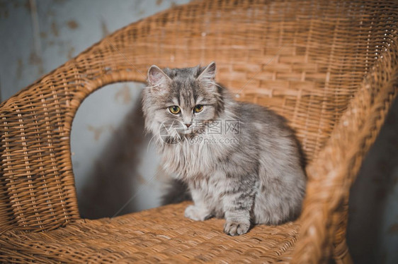 一只漂亮的小猫在椅子上429图片