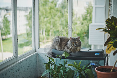 一只毛灰猫水族馆423号的大灰猫图片