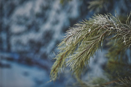 雪中的圣诞树冬天图片