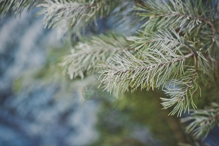 冰霜中的花枝雪冬树和冰霜459图片