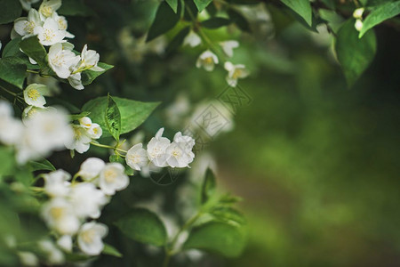 樱桃花树的花与叶图片