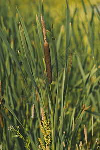 池塘里浮萍的衬托下美丽的杂草丛生的窄叶香蒲1834年池塘岸边的一丛小叶香蒲图片
