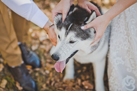 新婚夫妇的宠物狗养了Husky2195图片