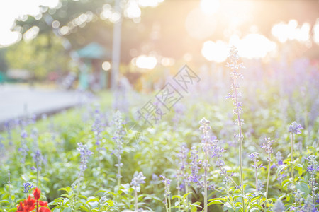 在阳光明媚的日子紫花在田野的近视画面图片