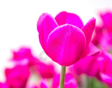 白色背景上的粉红郁金花图片