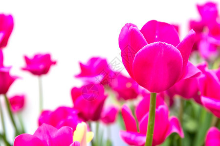 白色背景上的粉红郁金花图片