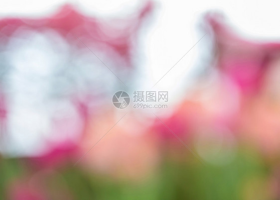 花朵在园中的bokoh图片