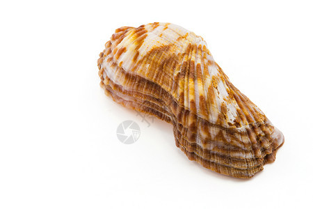 白色背景上的shellshell剪切部分图片