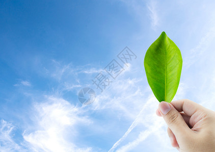手握新鲜绿叶孤立在白色背景上图片