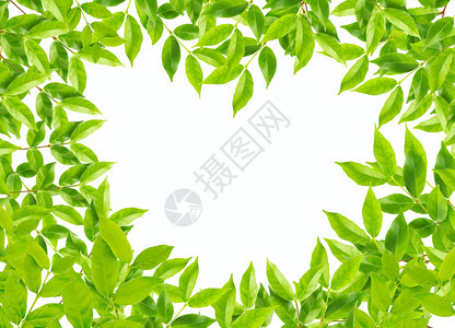 绿色树叶在白背景环境概念中形成心脏态图片