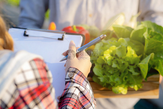 年轻女检查蔬菜有机水栽培农场男人收获采摘新鲜蔬菜女孩写记录文件种植叶子以获得优质产品小企业主的概念图片