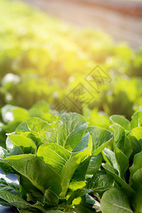 绿树新鲜苗种植场中的红黄素生菜有机农场产品和种植业田间收获绿叶菜园和健康食品概念图片