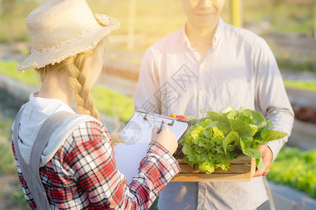 年轻女检查蔬菜有机水栽培农场男人收获采摘新鲜蔬菜女孩写记录文件种植叶子以获得优质产品小企业主的概念图片