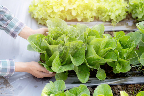 年轻男子农民在水栽培场检查和持有新鲜机蔬菜生产并种植绿色古柯树以便商业健康食品概念收获农业图片