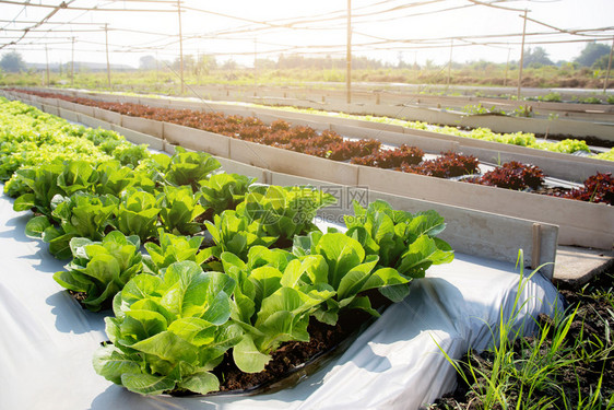 绿树新鲜苗种植场的橡树或红色素生菜有机农场产品和种植业田间收获绿叶蔬菜和健康食品概念图片