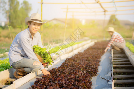 美丽的年青男女在水栽培农场收获和业以及种植健康食品和商业概念中收集新鲜有机蔬菜和篮子图片