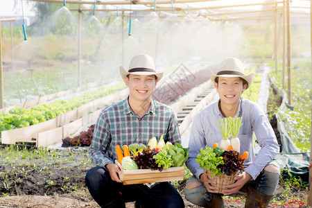 在水栽培农场的篮子里捡到新鲜有机蔬菜园农业促进健康食品图片