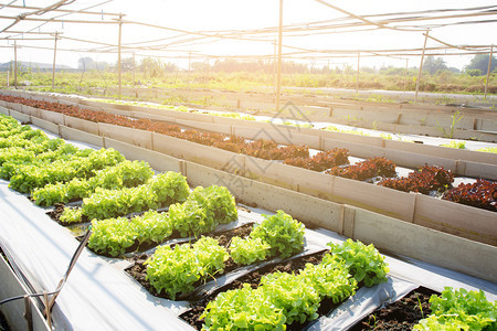 绿树新鲜苗种植场的橡树或红色素生菜有机农场产品和种植业田间收获绿叶蔬菜和健康食品概念图片