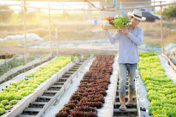 在水栽培农场业种植健康食品和商业概念的篮子中图片