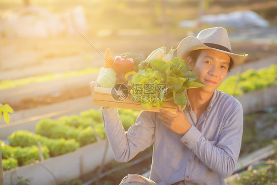 在水栽培农场业种植健康食品和商业概念的篮子中图片