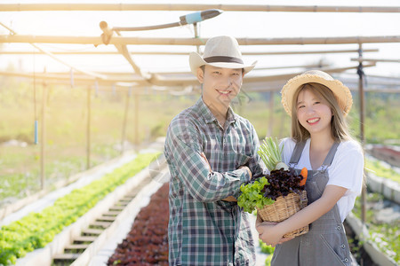 年轻女和男在水栽培农场篮子里收割新鲜有机蔬菜园图片