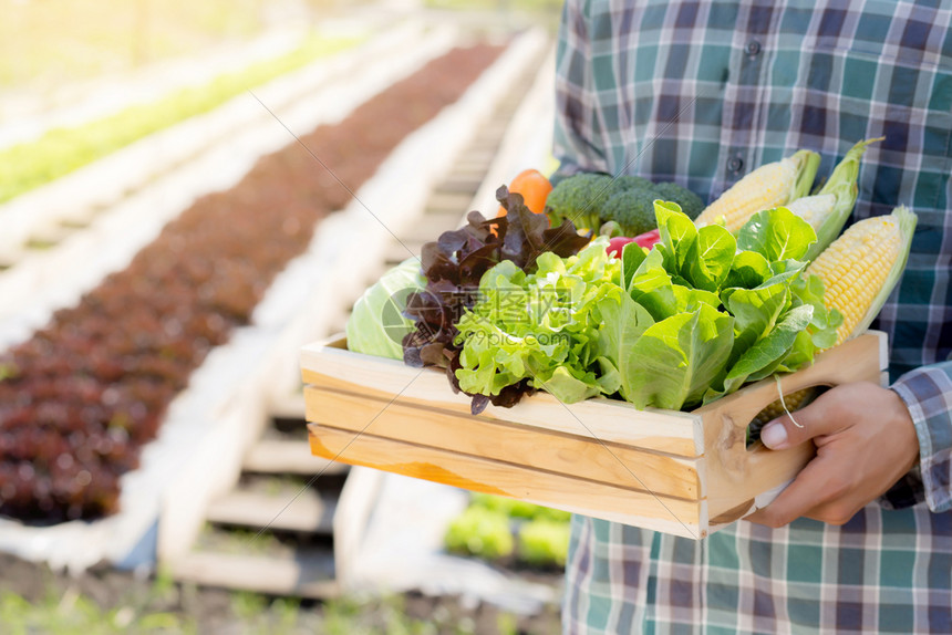 在水栽培农场业种植健康食品和商业概念的篮子中捡起新鲜有机蔬菜园图片