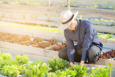 年轻青的农夫在场检查新鲜的有机蔬菜园生产并种植绿色菜图片