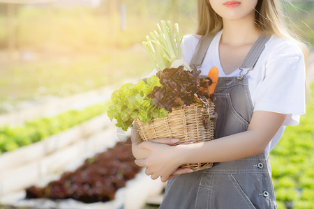 在水栽培农场业种植健康食品和商业概念的篮子中捡起新鲜有机蔬菜花园图片