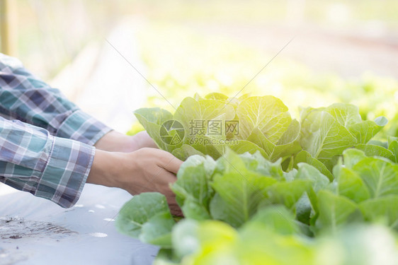 年轻男子农民在水栽培场检查和持有新鲜机蔬菜生产并种植绿色古柯树以便商业健康食品概念收获农业图片