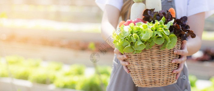 在水栽培农场业促进健康食品和商业概念横幅网站的篮子里捡起新鲜有机蔬菜花园图片