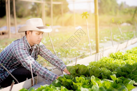 亚洲年轻男子农民在水栽培场检查和持有新鲜机蔬菜图片